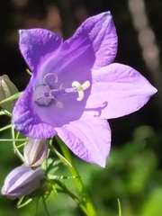 Campanula rhomboidalis