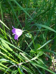 Campanula rhomboidalis