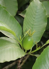 Gardenia resinifera