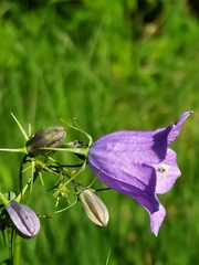 Campanula rhomboidalis