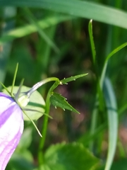 Campanula rhomboidalis