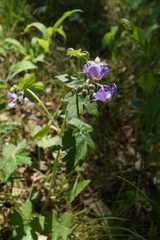 Geranium platyanthum