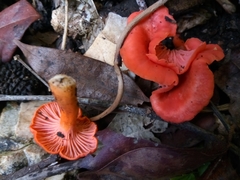 Cantharellus coccolobae
