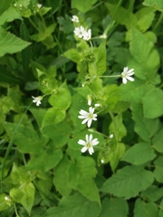 Stellaria nemorum