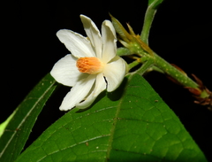Carpotroche crispidentata