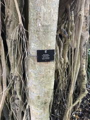 Ficus kurzii