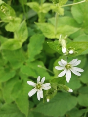Stellaria nemorum