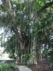 Ficus kurzii