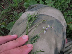 Astragalus austriacus