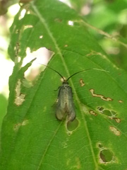 Adelidae