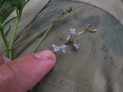 Astragalus austriacus