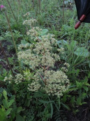 Trinia multicaulis