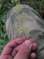 Trinia multicaulis