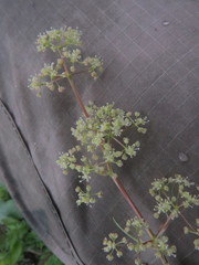 Trinia multicaulis