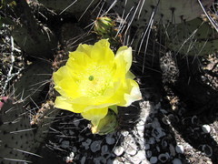 Opuntia gosseliniana