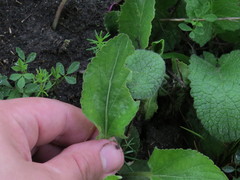 Viola ambigua