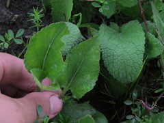 Viola ambigua