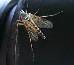 Rhagio vitripennis