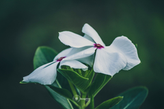 Catharanthus roseus