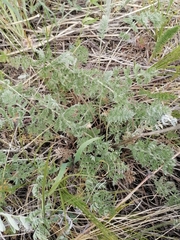 Artemisia tanacetifolia