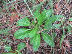 Viola gmeliniana