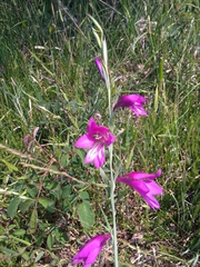 Gladiolus palustris