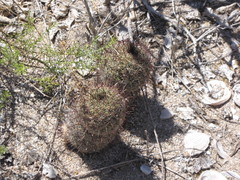 Mammillaria sheldonii