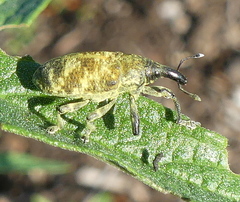 Hypolixus pica