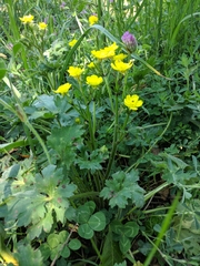 Ranunculus constantinopolitanus