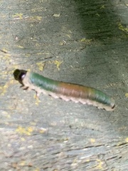 Strongylogaster mixta