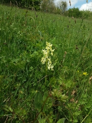 Orchis provincialis