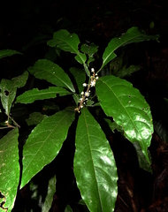 Carpotroche surinamensis