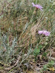 Psephellus sibiricus