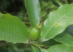 Gardenia resinifera