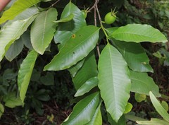 Gardenia resinifera