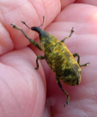 Hypolixus pica