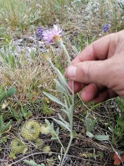 Psephellus sibiricus