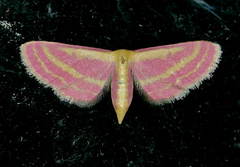 Leptostales laevitaria