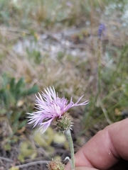 Psephellus sibiricus