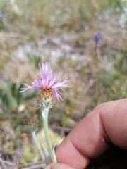 Psephellus sibiricus