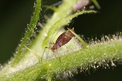 Macrosiphum funestum