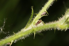 Macrosiphum funestum
