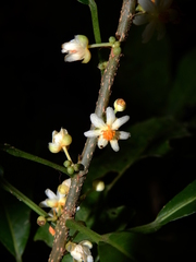 Carpotroche surinamensis