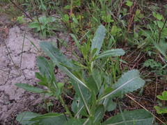 Brassica elongata