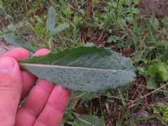 Brassica elongata