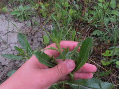 Brassica elongata