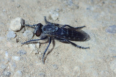 Brachyrhopalinae