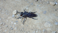 Brachyrhopalinae