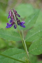 Vicia venosa baicalensis