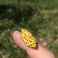 Pseudopanthera macularia